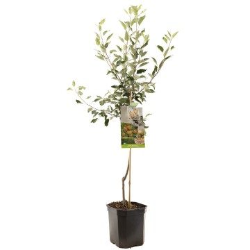 F1103 coxs orange   blad