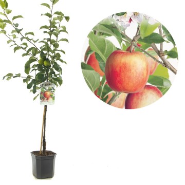 F1104 delcorf   blad 0