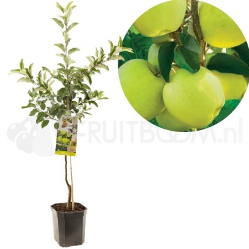 F1109 golden delicious 0