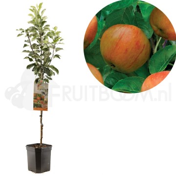 F1110 james grieve 1