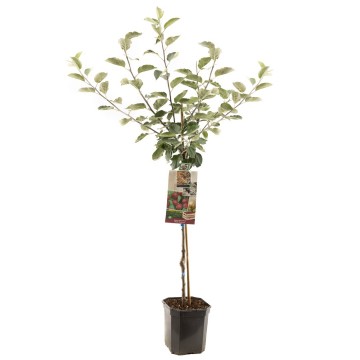 F1112 rode boskoop   blad 1