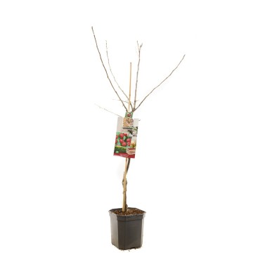 F1112 rode boskoop 0