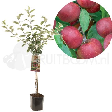 F1112 rode boskoop 1