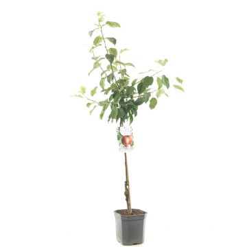 F1113 summerred   blad