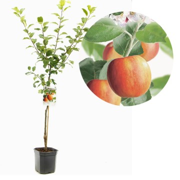 F1119 santana   blad 0