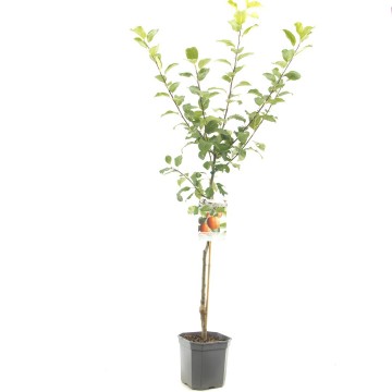 F1119 santana   blad