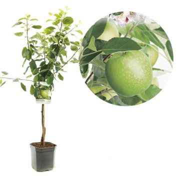 F1121 granny smith   blad 0