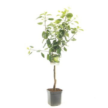 F1121 granny smith   blad