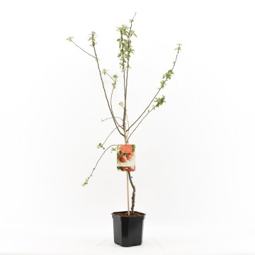 F1158 malus domestica zoete ermgaard laagstam 20180511100256