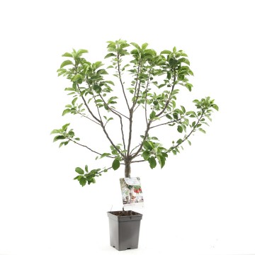 F1172 dwergappel   blad