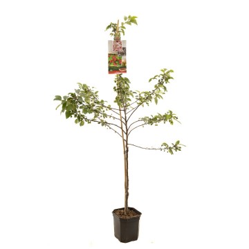 F1181 red sentinel   blad