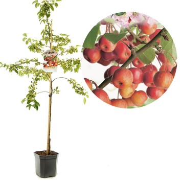 F1183 evereste   blad 0