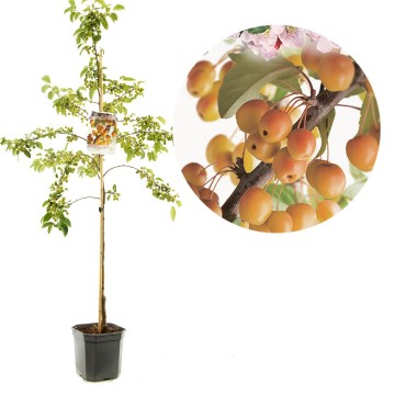 F1184 prof sprenger   blad 0