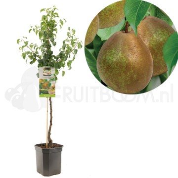 F1201 beurre hardy 0