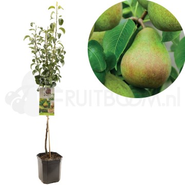 F1202 clapps favourite