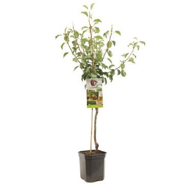 F1206 gieser wildeman   blad 1