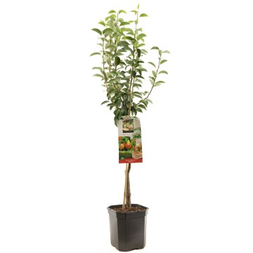 F1209 williams   blad