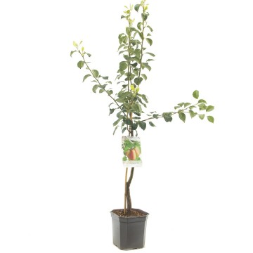 F1210 beurre alex lucas   blad