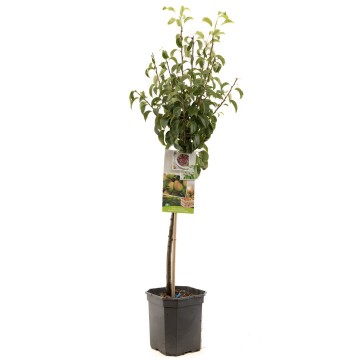 F1213 bonne louise   blad 1