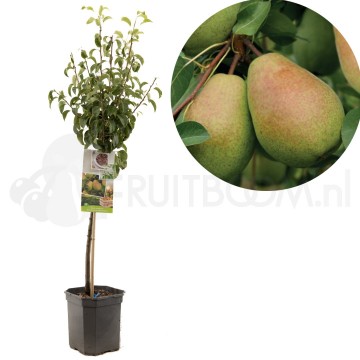 F1213 bonne louise 0