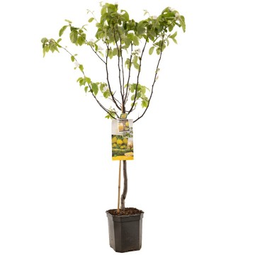 F1251 kweepeer appelvorm   bloesem