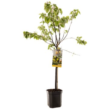 F1252 kweepeer peervorm   bloesem