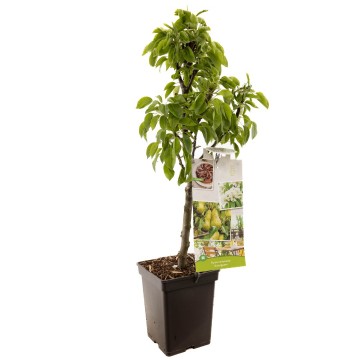 F1272 dwergpeer   blad