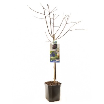 F1302 bleue de belgique 0