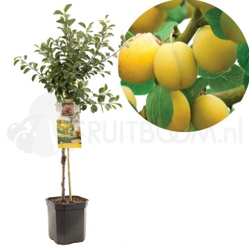 F1303 mirabelle de nancy 1