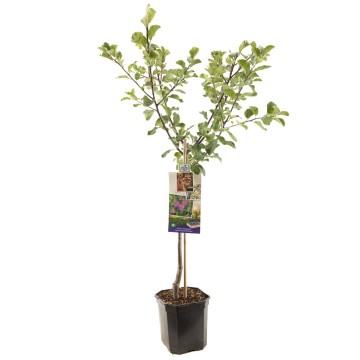 F1306 reine claude dalthan   blad