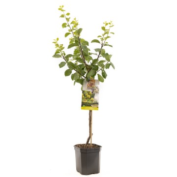 F1307 reine claude doullins   blad