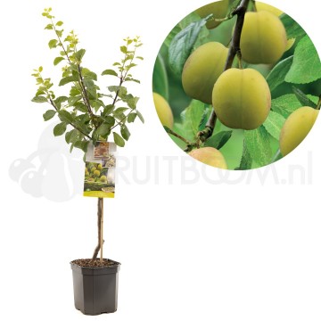 F1307 reine claude doullins