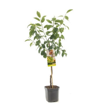 F1309 ontario   blad 0