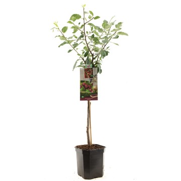 F1310 victoria   blad 0