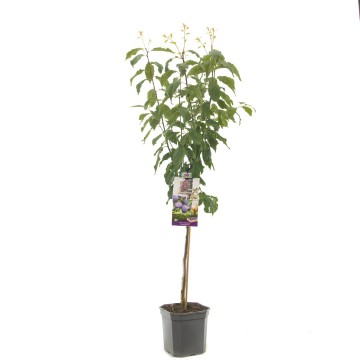 F1313 hauszwetsche   blad 1