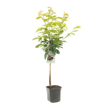 F1403 hedelfinger   blad