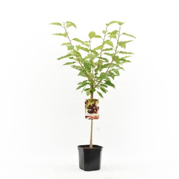 F1405 prunus avium lapins laagstam 20180703085201