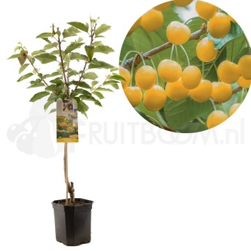 F1413 donissens gold 1