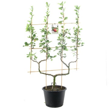 F1515a cox orange   blad