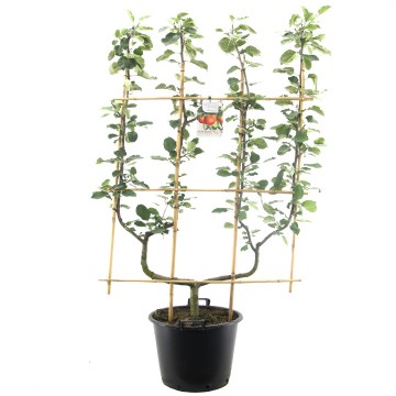 F1515d rode boskoop   blad