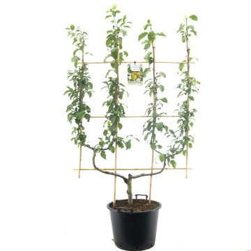 F1515f mirabelle de nancy   blad