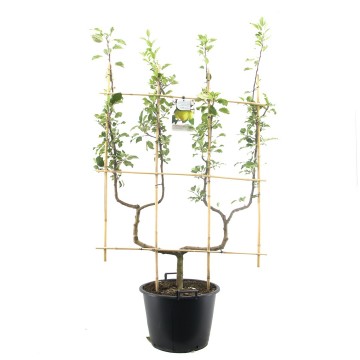 F1515k golden delicious   blad