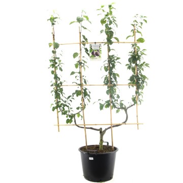 F1515r hauszwetsche   blad