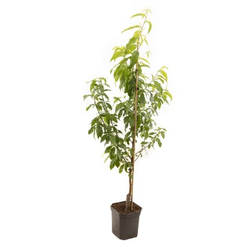 F1521 peregrine   blad   no etiket