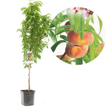 F1523 saturn   blad 0