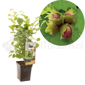 F1562 hallesche riesen 0