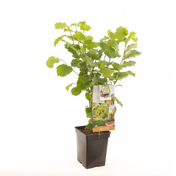 F1563 webbs prize cob   blad