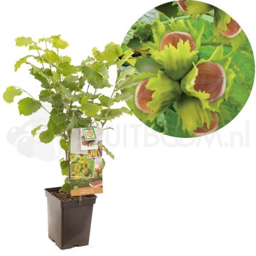 F1563 webbs prize cob 0