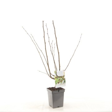 F1563 webbs prize cob