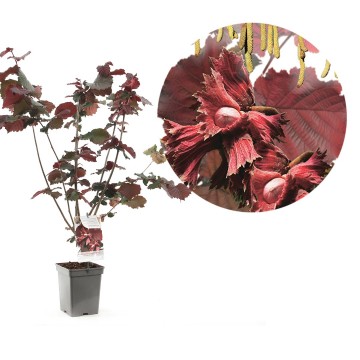 F1564 rode zeller   blad 0